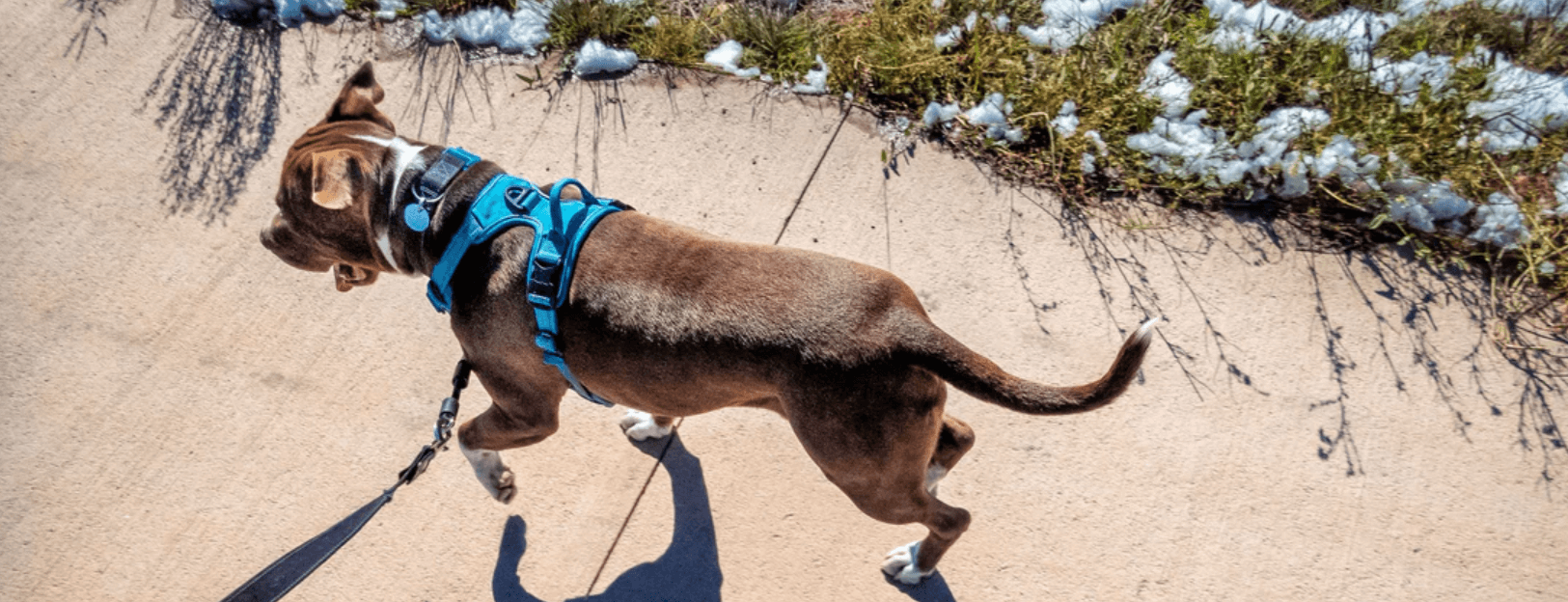 How to Choose the Right Dog Neck Brace