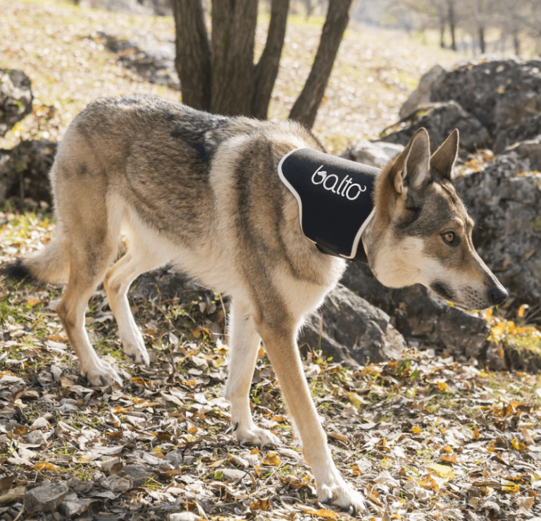 How to Choose the Right Dog Neck Brace