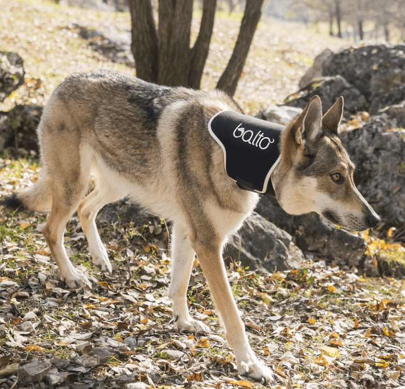 how to choose the best neck brace for dogs