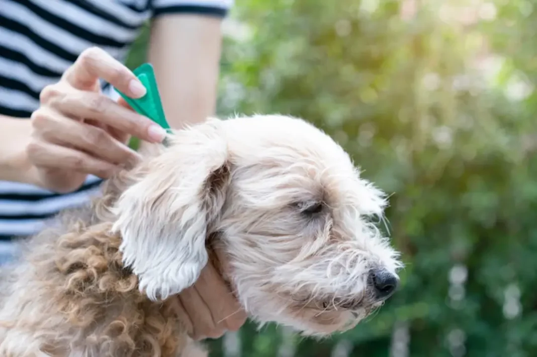 how to remove a tick from a dog