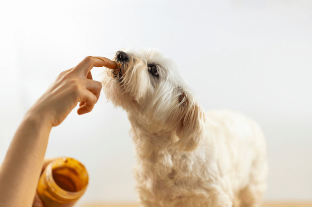 is peanut butter safe for my dog
