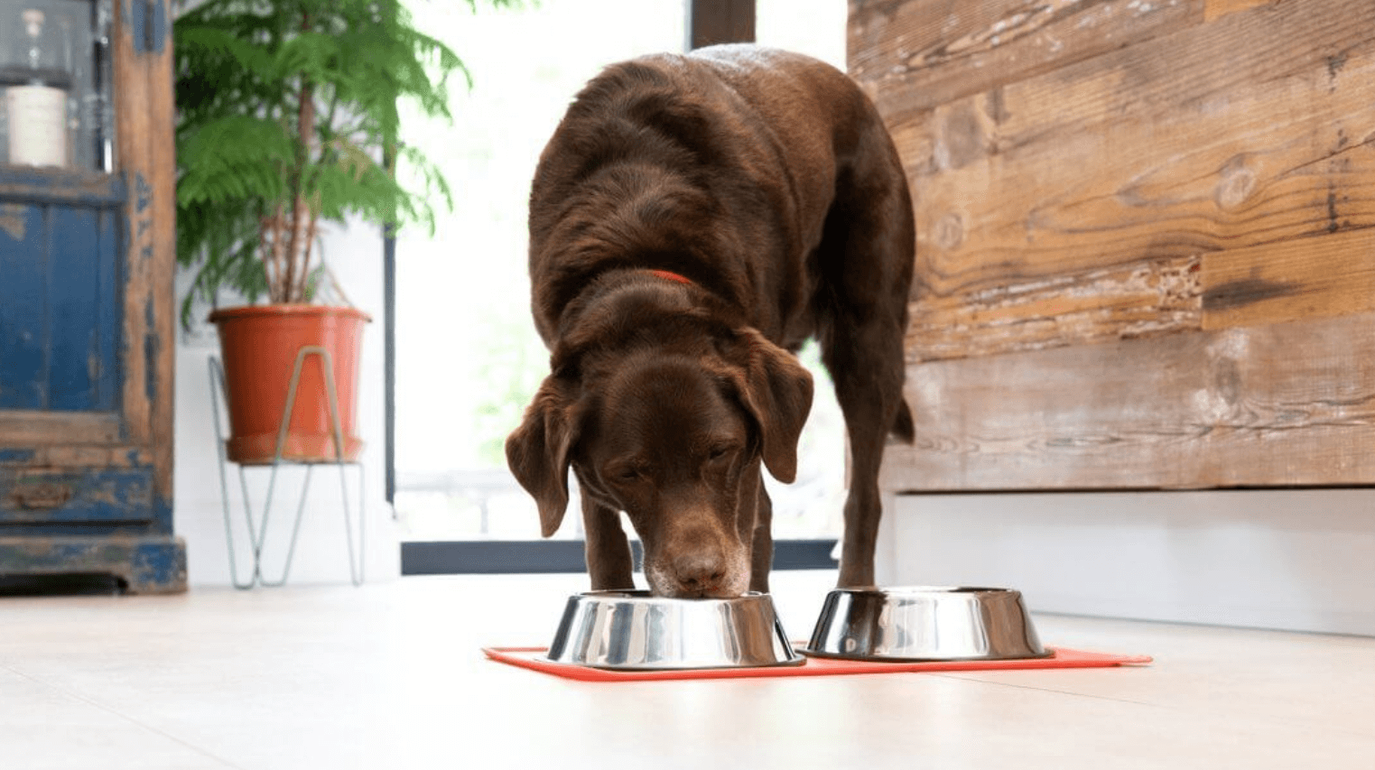 Neutered Dog Food The Best Food for Neutered Dogs