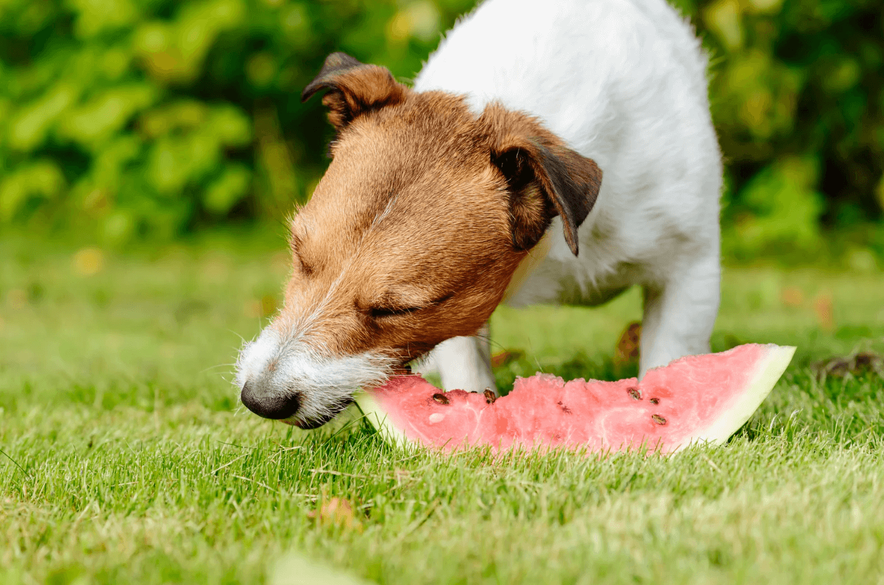 how much fruit should I give my dog