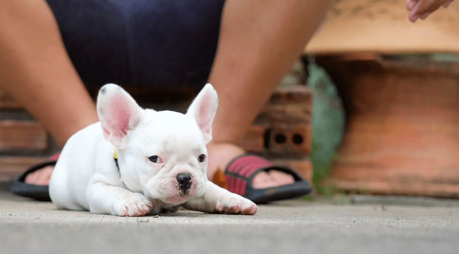 what does a Micro French Bulldog look like?