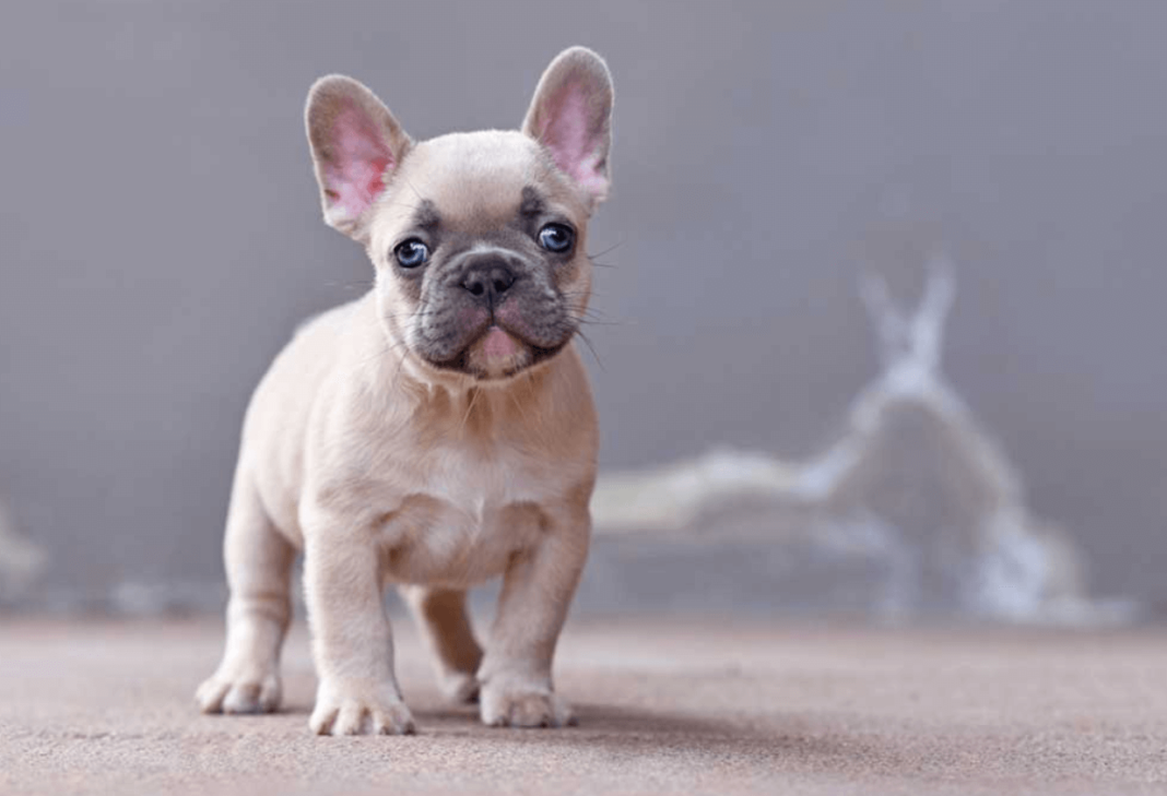 What is a Micro French Bulldog?