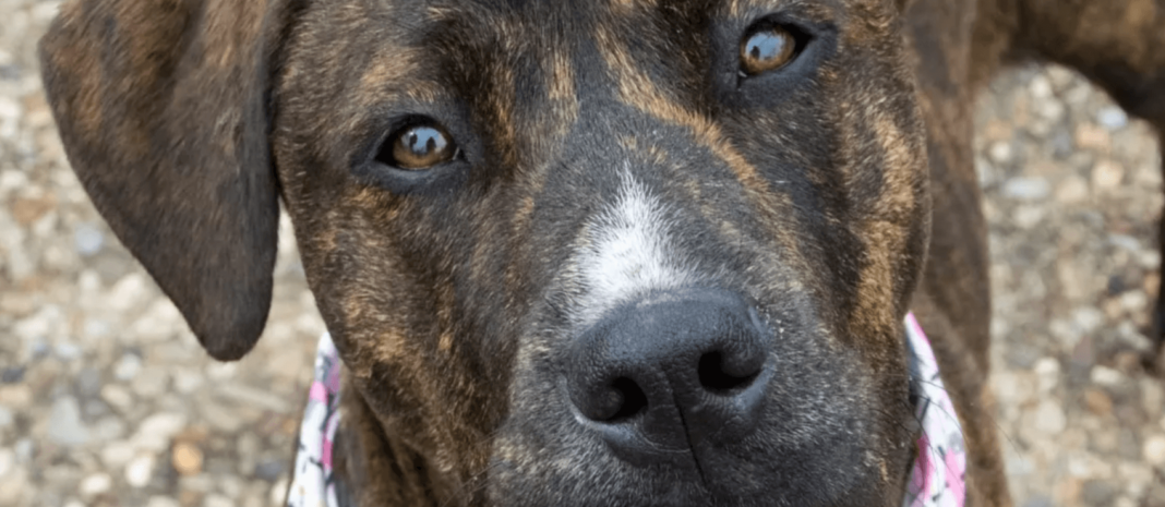 what does a plott hound pitbull mix look like?