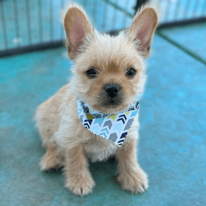 what does a French Bulldog Yorkie Mix look like