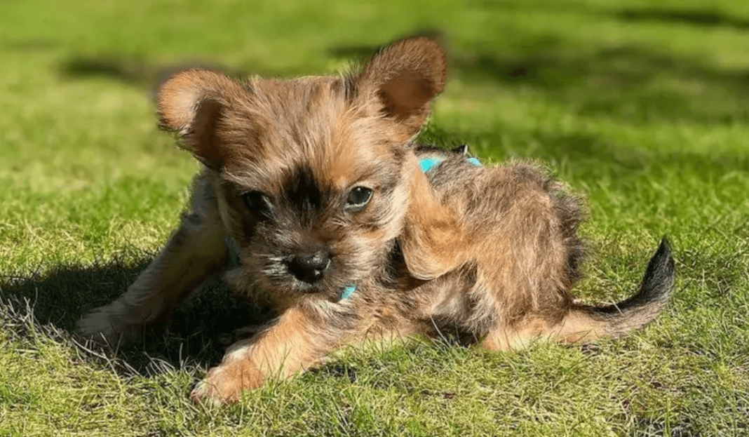 what is a French Bulldog Yorkie mix