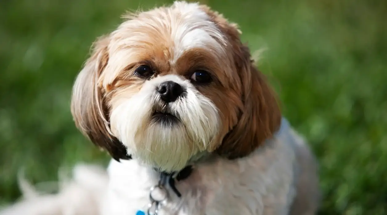 10 reasons not to get a shih tzu