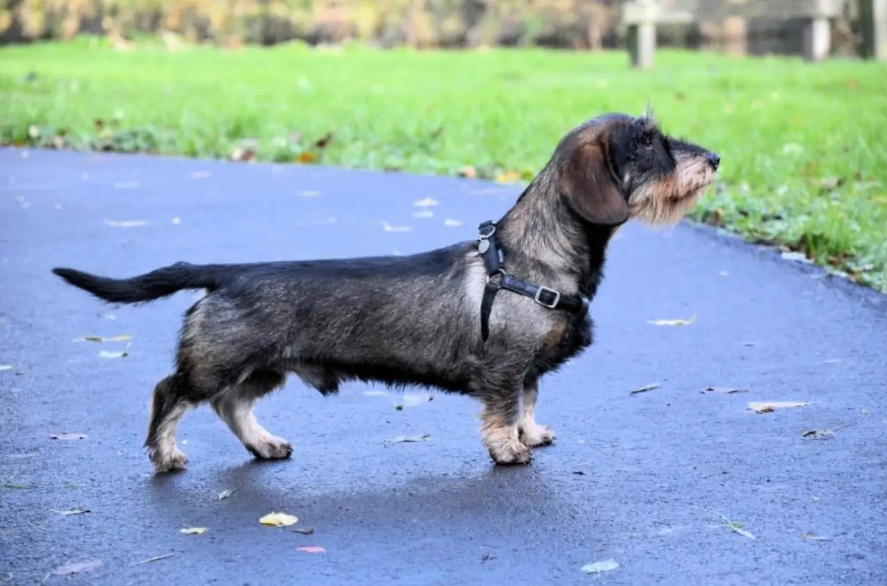 why you shouldn't get a dachshund