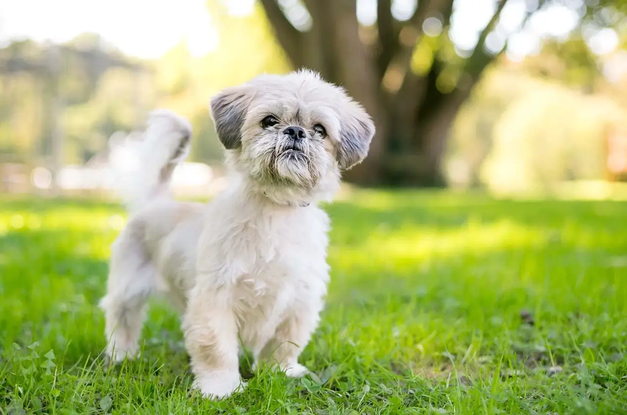 why you should not get a shih tzu