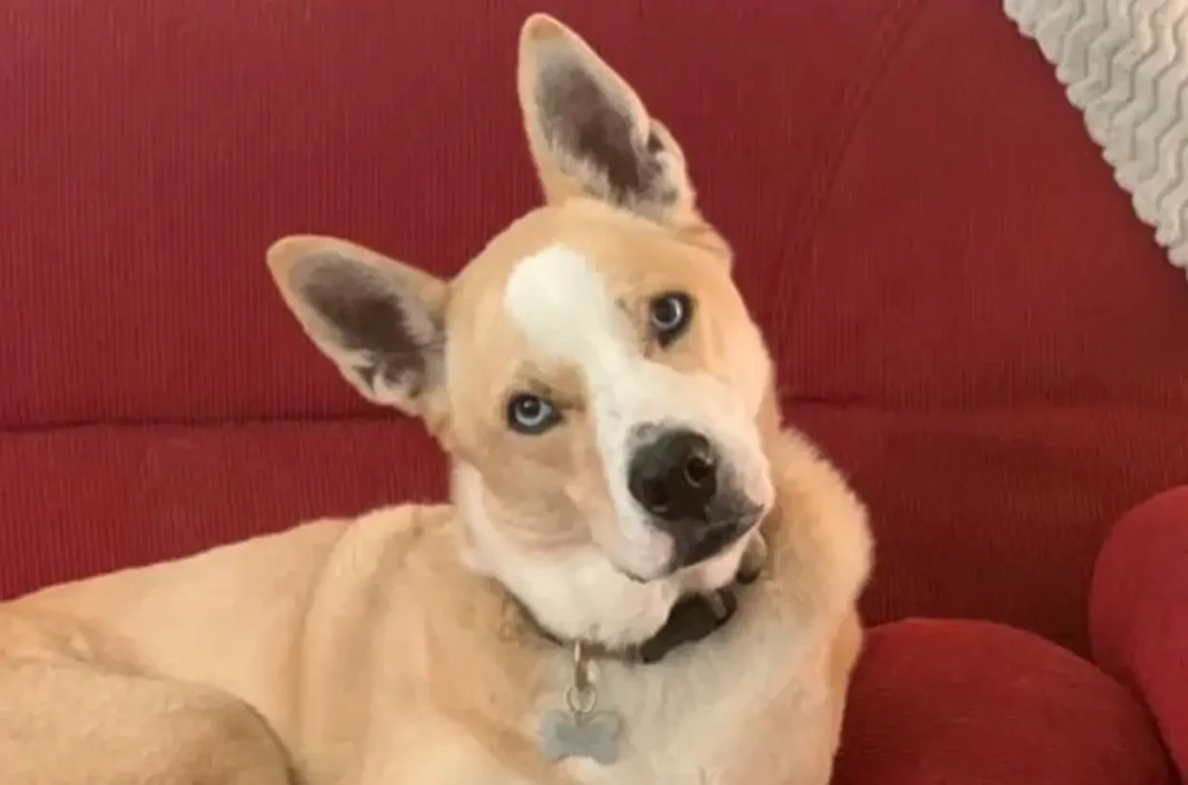 What does an American Bulldog Husky mix look like?