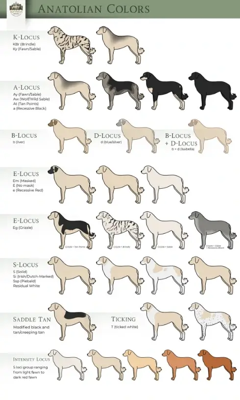 Anatolian Shepherd Color Chart