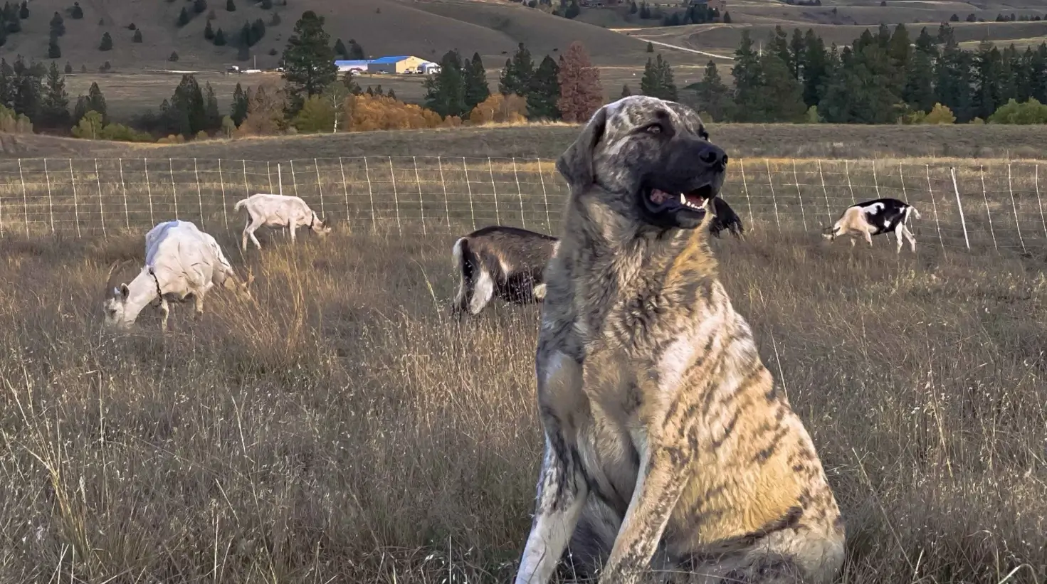 Anatolian Shepherd dog colors