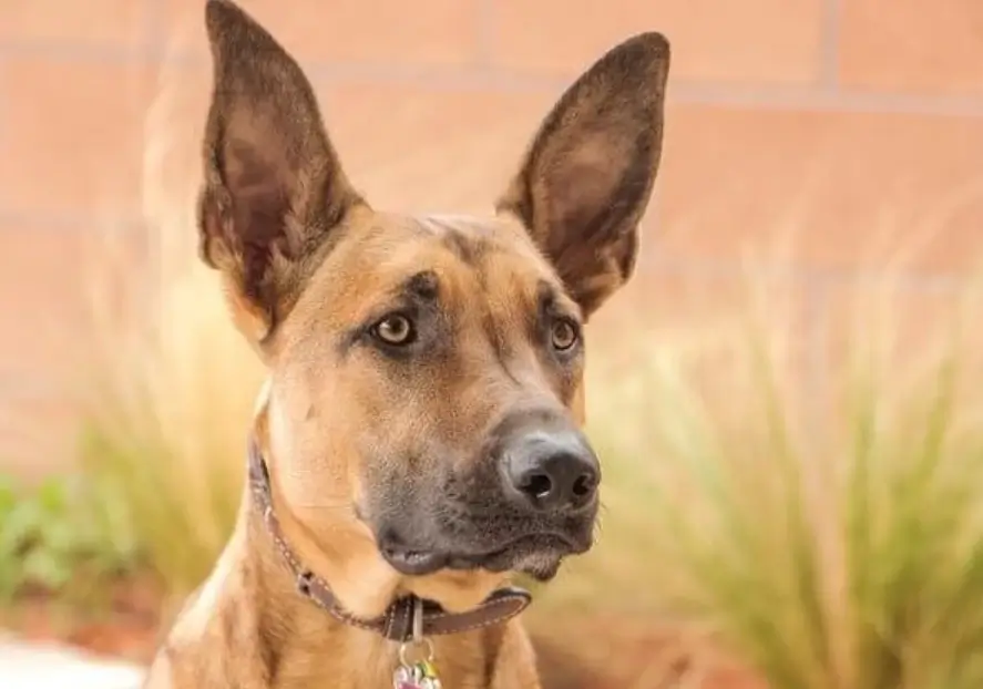 what does a Belgian Malinois mix with Pitbull look like?