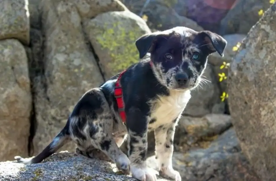 What is a Catahoula Border Collie Mix?