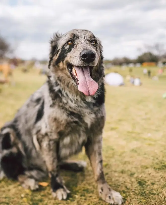 What does a Catahoula Border Collie mix look like?