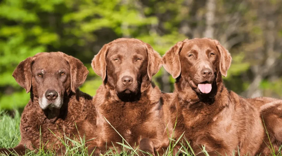 chesapeake bay retriever colors