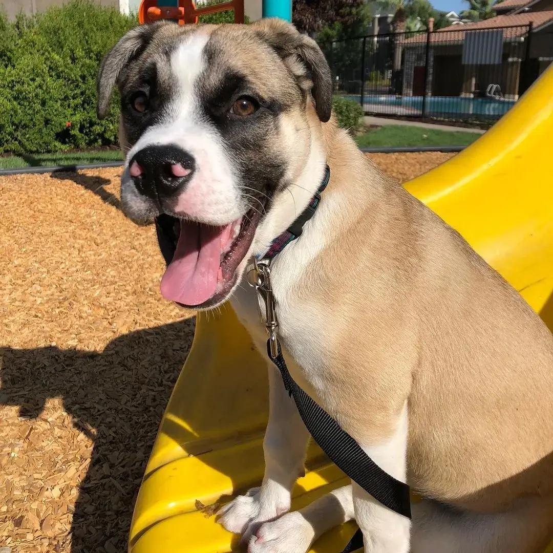 what does an English Bulldog Husky Mix look like?