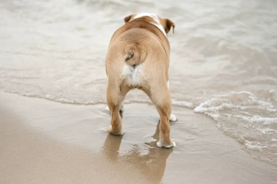 English bulldog with a cockscrew tail