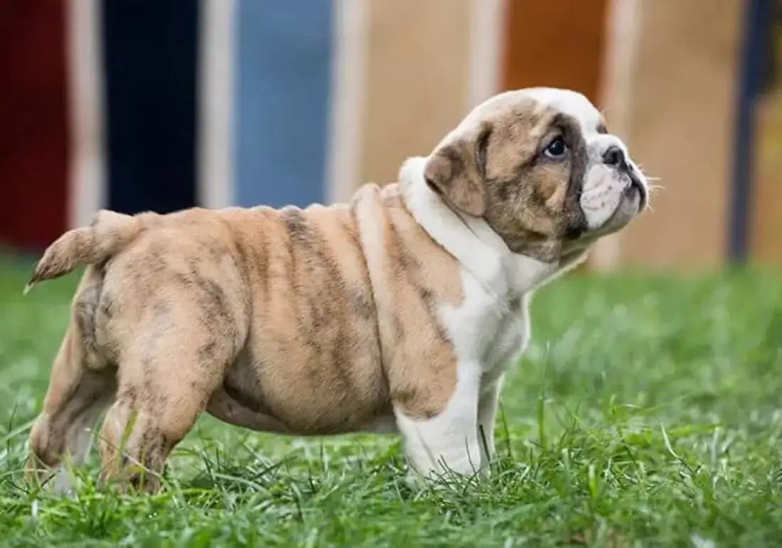 English bulldog with a straight tail