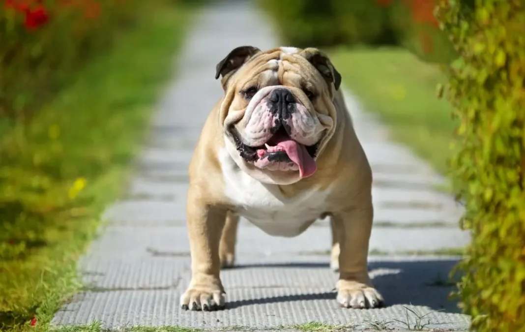 are English bulldogs born with a tail