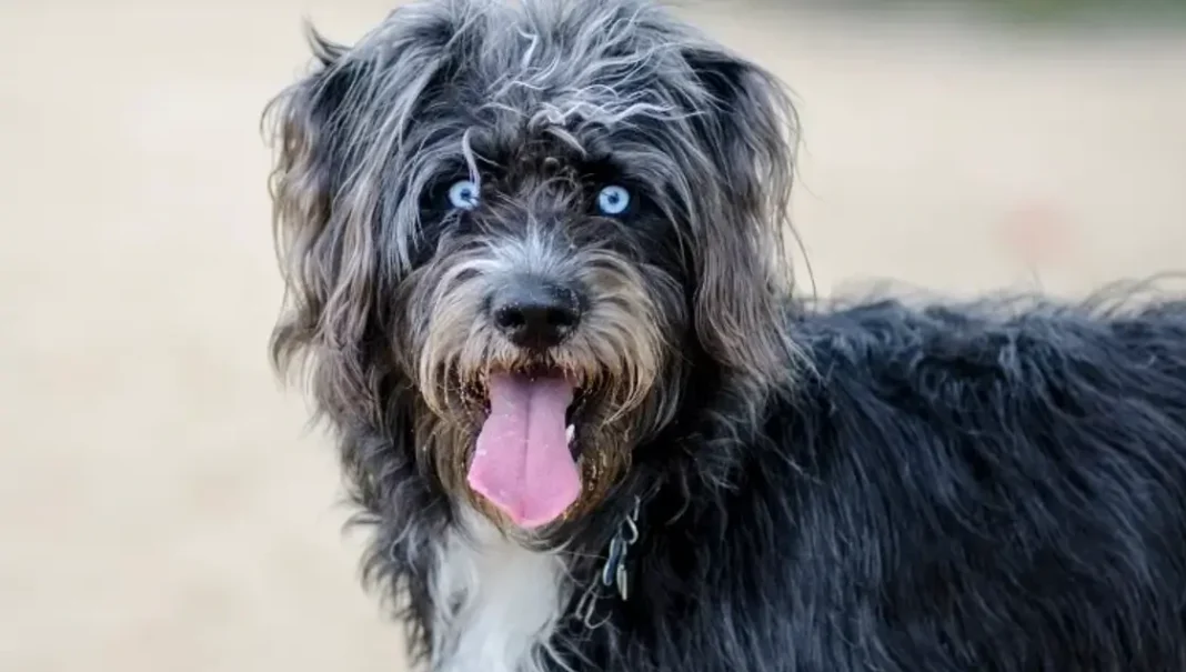 what is a Goldendoodle Husky mix?