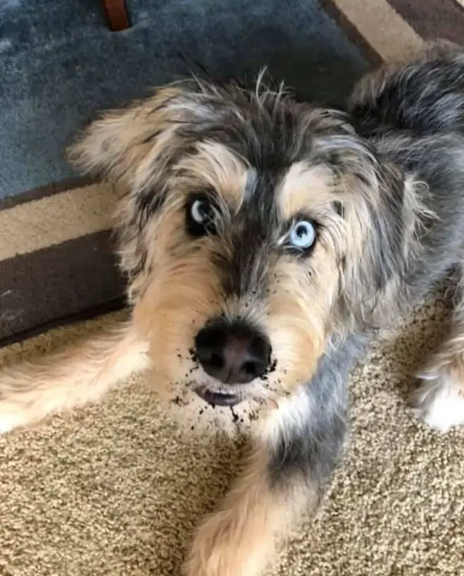 Goldendoodle Husky mix