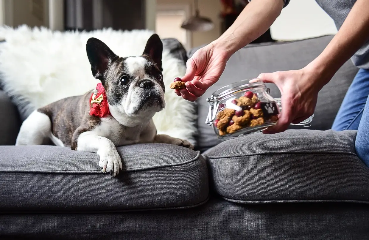 best treats for French Bulldogs