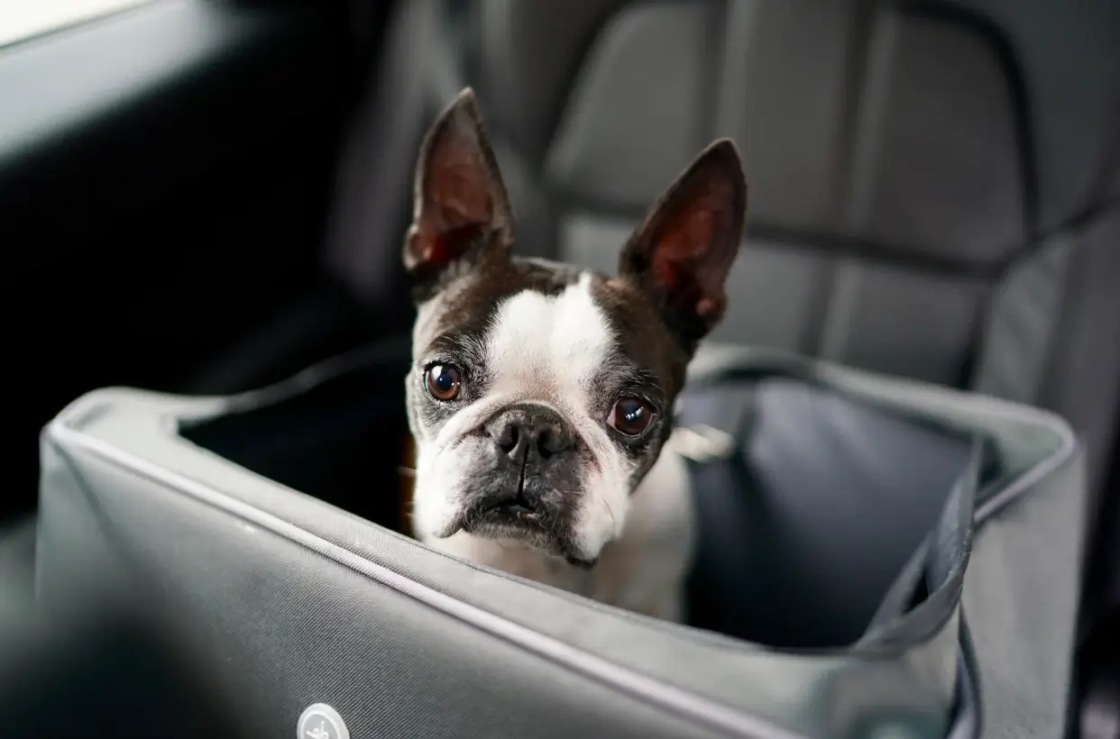 5 Best Car Seats for French Bulldogs