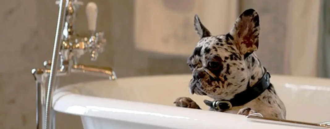 which is the best shampoo for French Bulldogs?