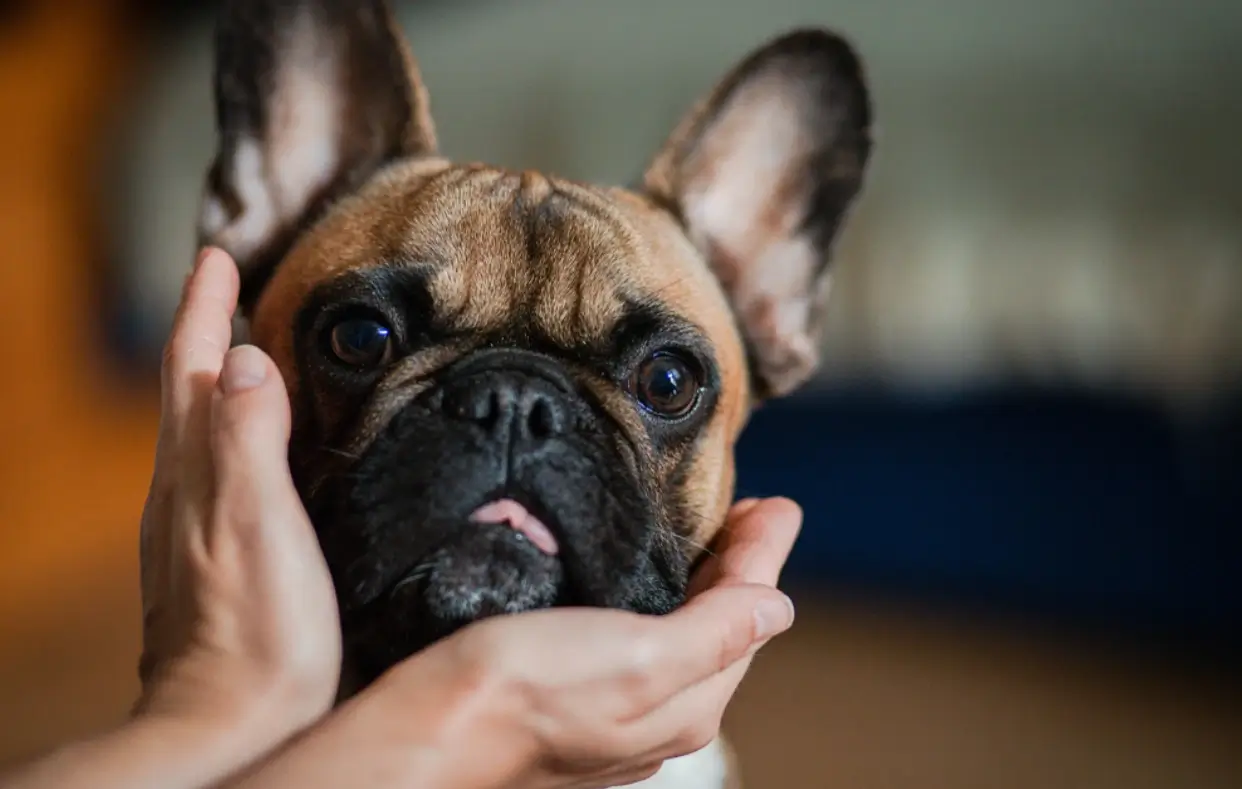 which is the best shampoo for a French Bulldog?