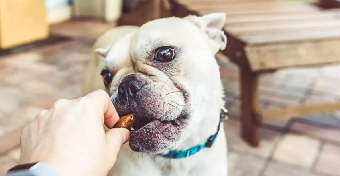 What Are the Best Treats for French Bulldogs?