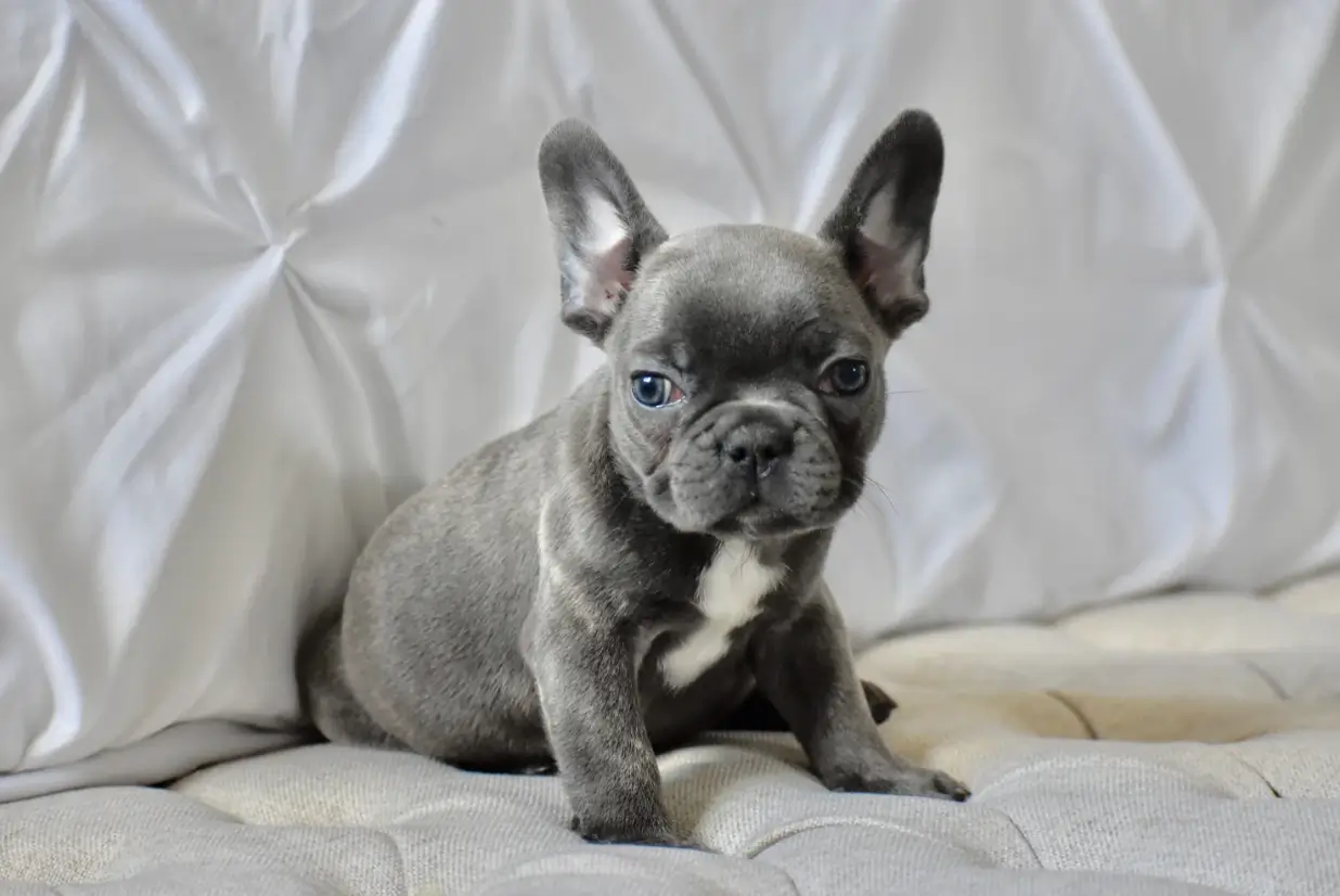 Blue Brindle French bulldog