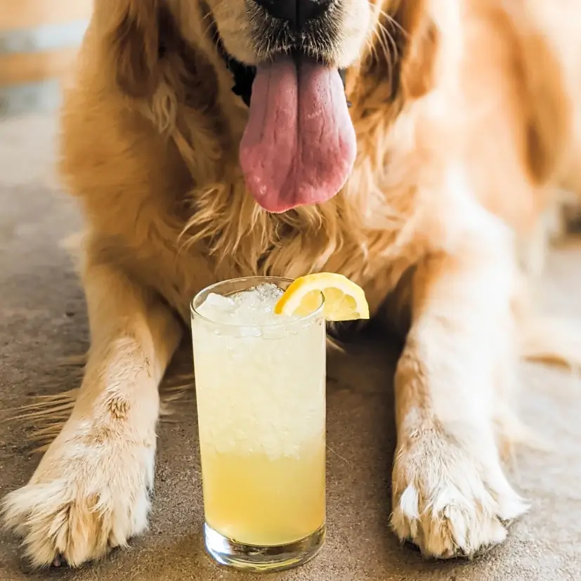 can dogs drink lemonade?