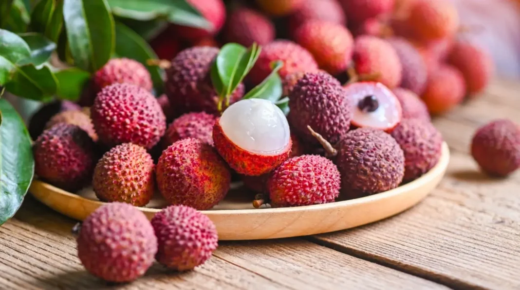 can dogs have lychee?