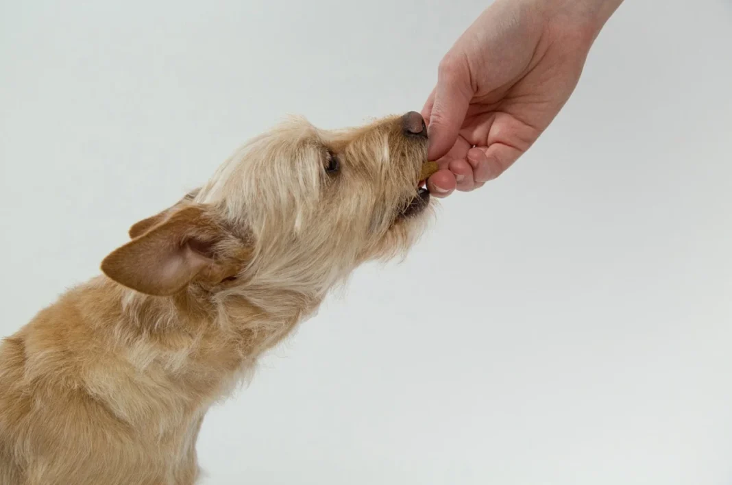 can dogs eat Swedish fish?