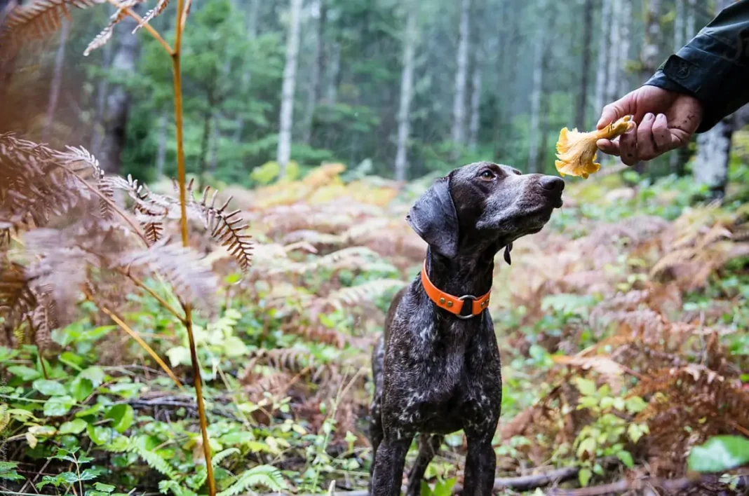 is it possible for dogs to smell mushrooms?
