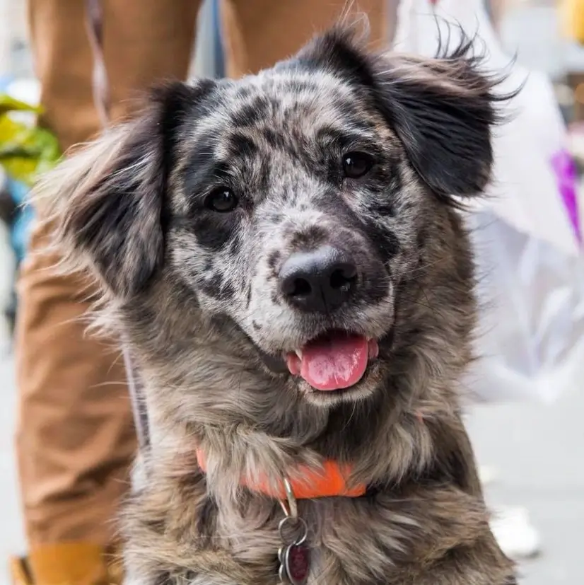 catahoula aussie mix