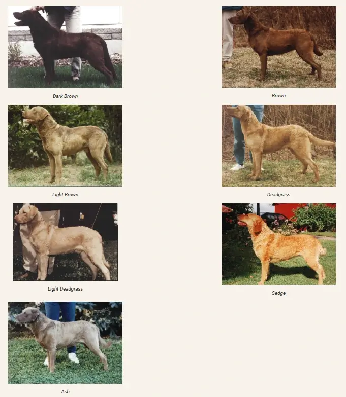 chesapeake bay retriever colors