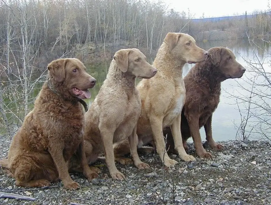 chesapeake bay retriever color chart