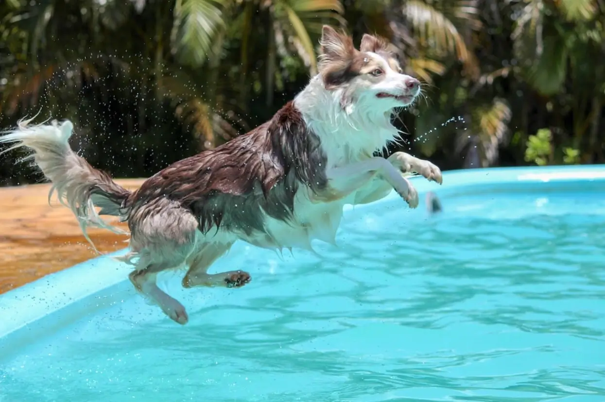 does a border collie like water?