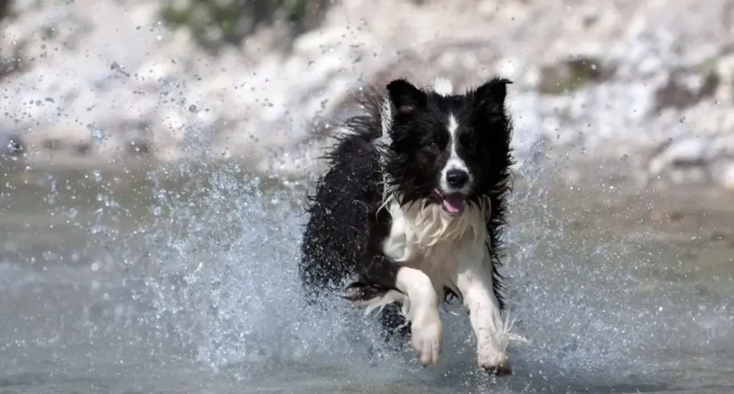 do border collies like water?