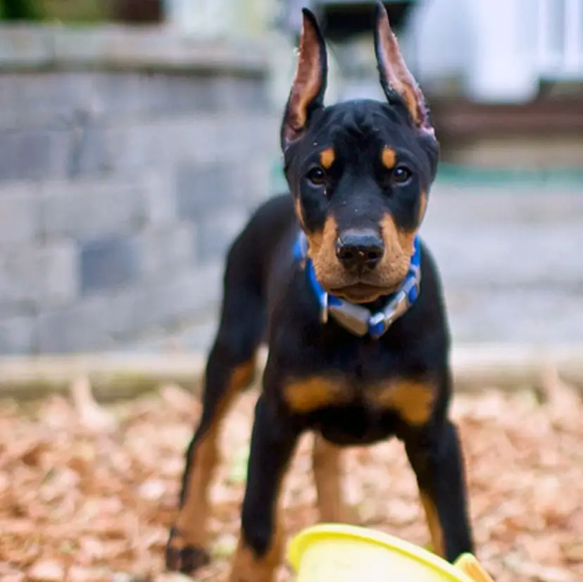 corgi and doberman mix