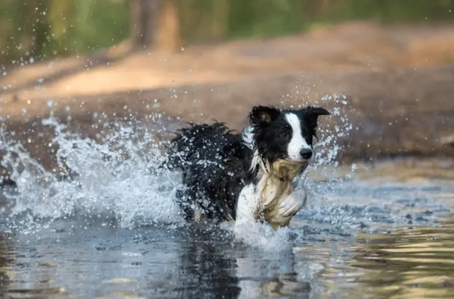 do all border collies like water?