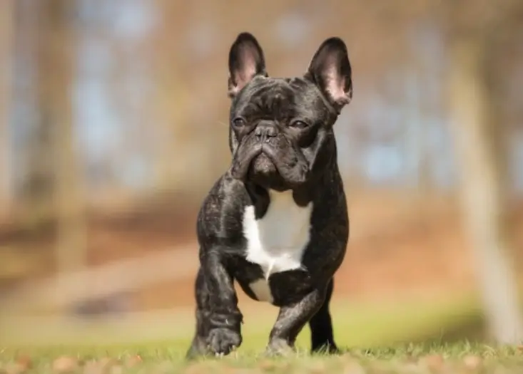 how much does a french bulldog stud cost?