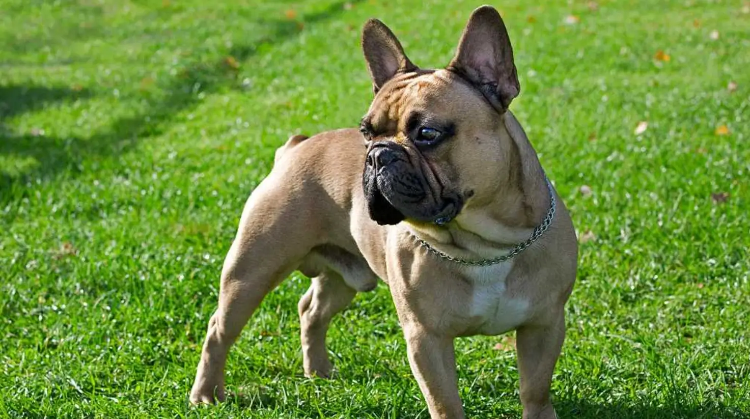 French Bulldog Stud Service Guide