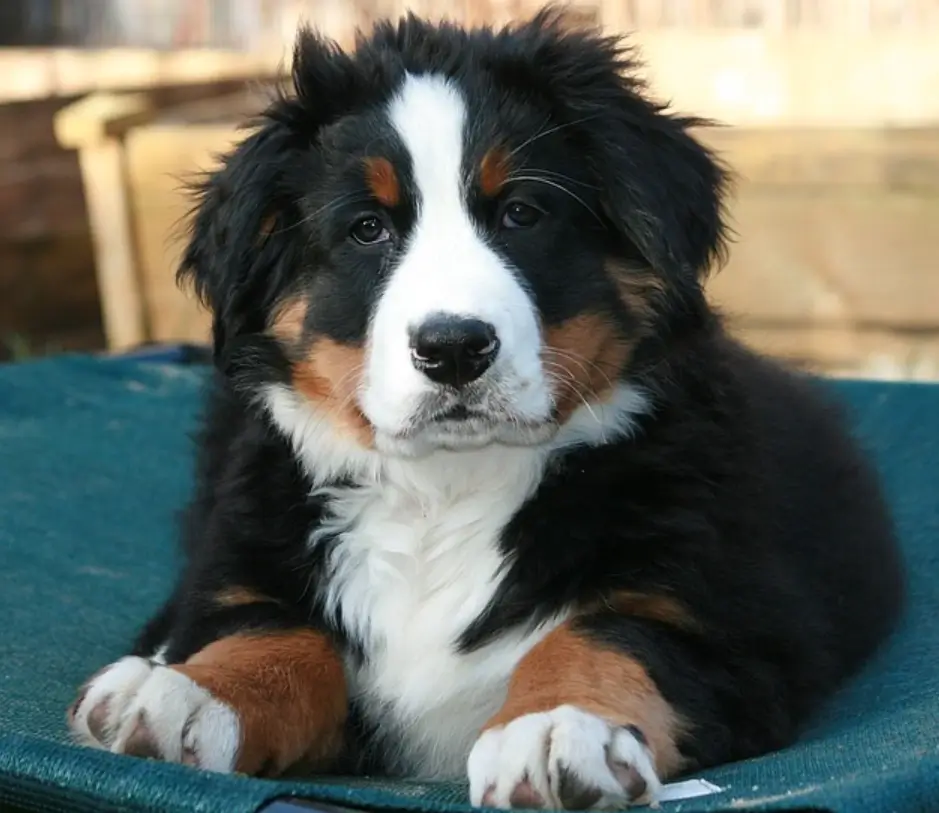 what does an unfurnished bernedoodle look like?