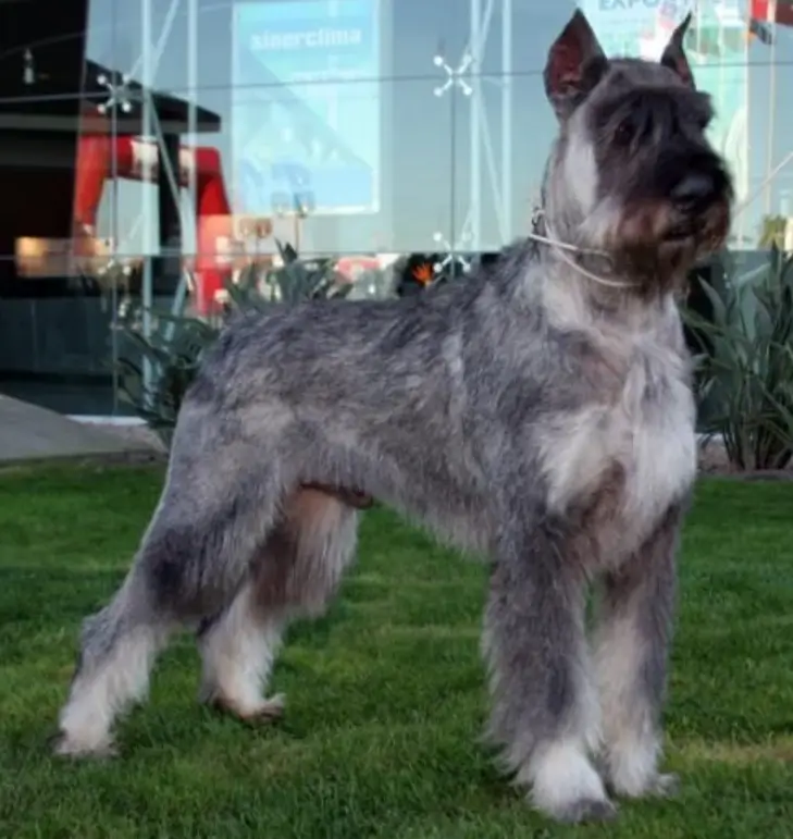 what does a Giant Schnauzer salt and pepper look like?