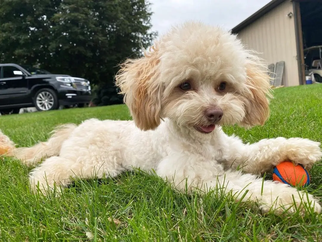 What is a Toy Aussiedoodle?